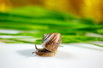 Closeup of a snail in the Studio on a white glossy surface and blurred background in yellow and green