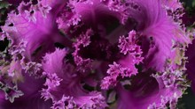 Growth Of Decorative Purple Cabbage With Rotation