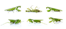 Group Of Green Mantis Isolated On White Background. Insect. Animals.