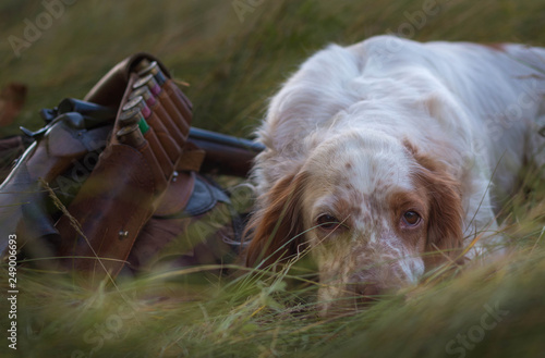 english setter pointing