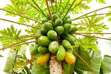 Organic Green Papaya On Tree