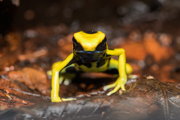 Dyeing poison dart frog in the jungle