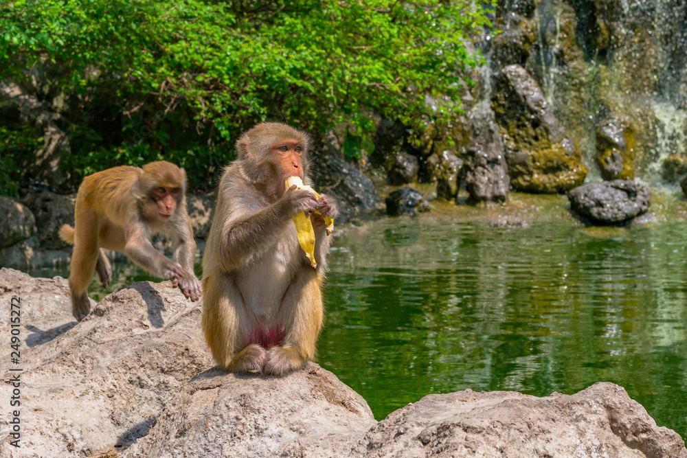 Macaque in the jungle sits on a rock and eats a banana on a waterfall ...