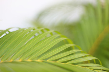 Wall Mural - green tropical palm leaf with shadow on white wall