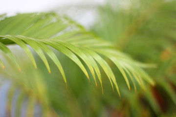 Wall Mural - green tropical palm leaf with shadow on white wall