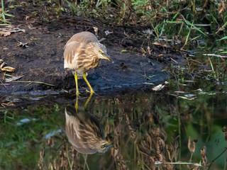 Wall Mural - Indian Pond Heron (Ardeola grayii). Cochin (Kochi), Kerala, India