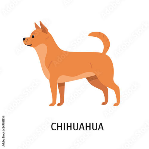 Chihuahua Adorable Small Purebred Toy Dog Or Lapdog Isolated On