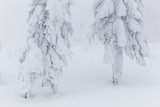 Fototapeta  - Frozen trees in foggy weather in winter.