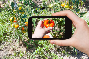 Wall Mural - hand picks a ripe red tomato from a bush in garden