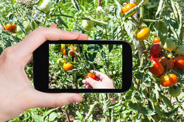 Canvas Print - hand picks a little tomato from a bush in garden