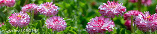 panorama spring background pink daisies on a flowerbed