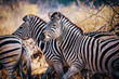 Close up - Zebras im Buschland bei Sonnenuntergang, Makgadikgadi Pans Nationalpark, Botswana