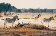 Eine Herde Zebras in der Abendsonne bei Gegenlicht, Makgadikgadi Pans Nationalpark, Botswana