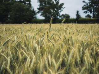 Green ear of wheat in the field, harvest, countryside