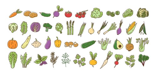 Wall Mural - Collection of fresh ripe organic vegetables, cultivated root crops, salads, herbs isolated on white background. Bundle of natural design elements. Colorful vector illustration in line art style.