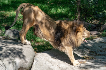 Sticker - african male lion while stretching