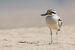 Greater Thick Knee