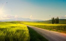 Spring Farmland And Country Road;  Tuscany Countryside Rolling Hills