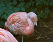Portrait of a sleeping pink flamingo, close up.