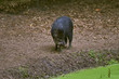 Portrait of collared peccary, full body, close up.