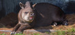 Portrait of Baird s tapir, close up.