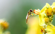 hover fly on yellow flower blossom with green background and copy space