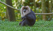 Portrait of lion tailed macaque, full body, close up.