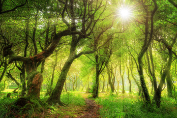 Beautiful green nature view of the UNESCO Laurissilva forest (Laurel forest) in the mountains of Madeira in summer