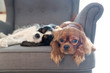 © AnnaFotyma - Two dogs resting together on the armchair