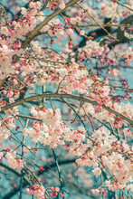 Beautiful Cherry Blossom Sakura In Spring Time Over Blue Sky.