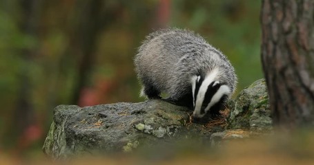 badger in green forest, animal in nature habitat, germany, central europe. wildlife scene from natur