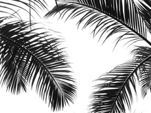 Beautiful Palms Leaf On White Background