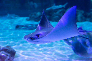 Gray manta ray fish swimming underwater on a light blue background with white sand