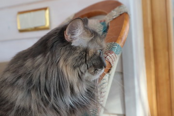 beautiful fluffy grey cat with green eyes sits in a chair, cloes up