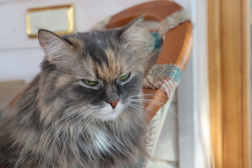 beautiful fluffy grey cat with green eyes sits in a chair, cloes up