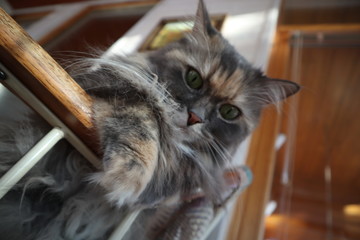 beautiful fluffy grey cat with green eyes sits in a chair, cloes up