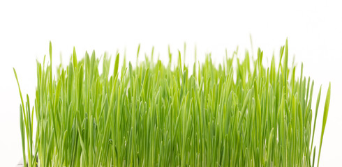 Wall Mural - .Green wheat grass isolated on white background