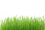 Fototapeta Na sufit - .Green wheat grass isolated on white background