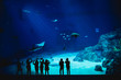 © n_bernardita - Silhouettes of children observing fish in big aquarium
