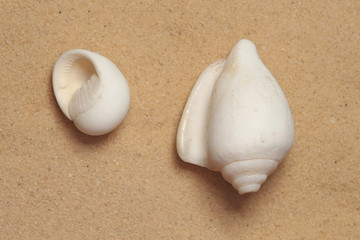 Top view of Two white sea snails on the sand