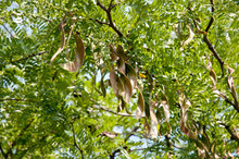 Gleditsia Triacanthos - Amerikanische Gleditschie,  Dreidornige Gledischie, Honigdorn, Lederhülsenbaum, Falscher Christusdorn