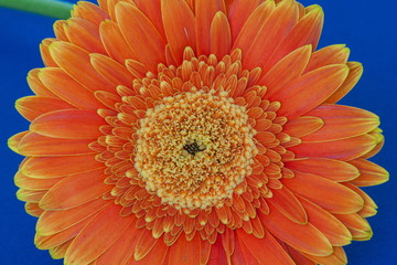 Beautiful orange gerbera on a blue background. Close up.