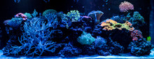 Hard Coral Macro In Aquarium