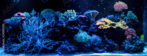 Photographie hard coral macro in aquarium