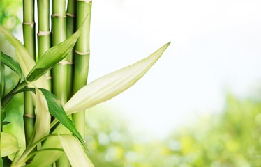 Sticker - Many bamboo stalks on background