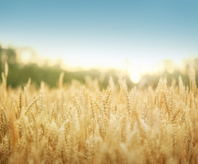 Wall Mural - Wheat field background