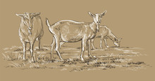 Brown Vector Hand Drawing Goat 2