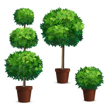 Set Of Topiary Trees In A Pots. Plants For Garden Design.