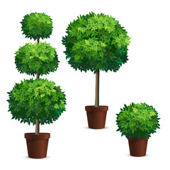 set of topiary trees in a pots. plants for garden design.