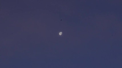 Wall Mural - The moon at a beautiful dawn and a bird crossing the sky. Omis Croatia. Flat plane. Slow motion. Zoom out